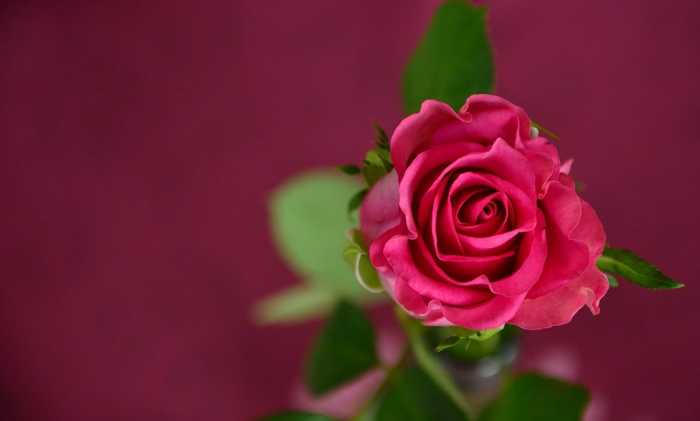 a rose a rose