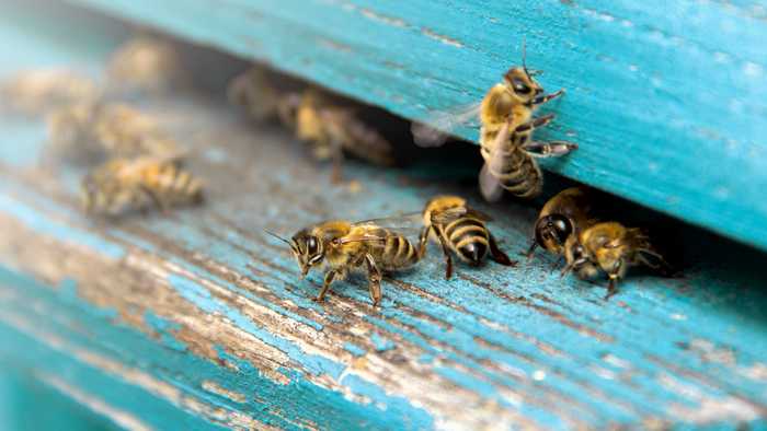 Bee colony