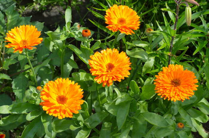 Calendula a natural emollient