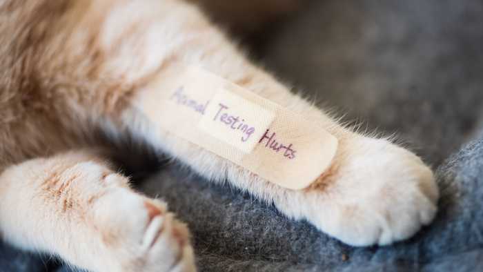 Animal testing hurts written on a plaster applied to a cat leg